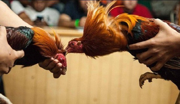 Tất tần tật thông tin về đá gà cựa dao trực tiếp hôm nay 8 Các nài chỉ thả chiến kê khi nghe hiệu lệnh từ trọng tài