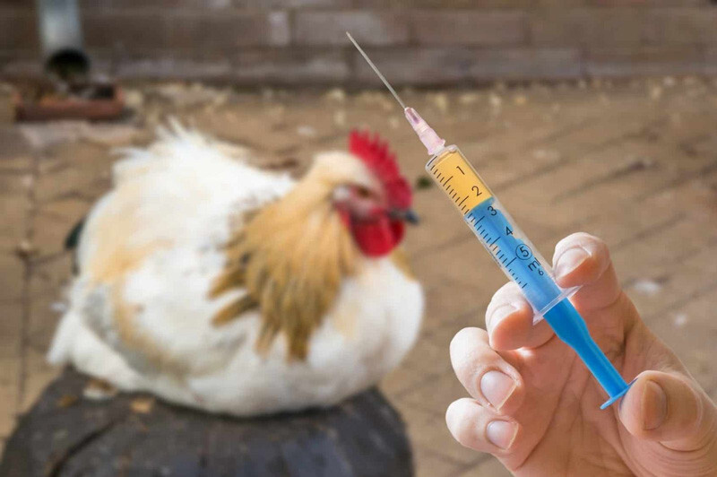 Cách trị gà đá bị khò khè hiệu quả nhất 8 Các phòng tránh gà đá bị khò khè