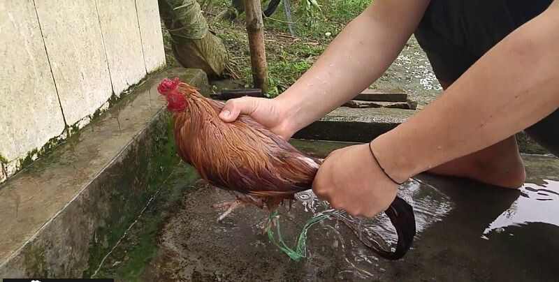 Cho gà tắm nắng và xoa bóp là cách nuôi gà đá cần chú ý