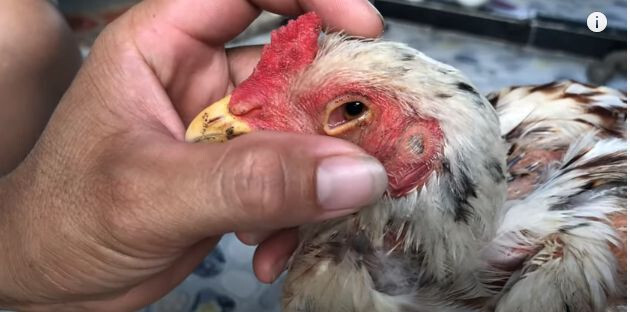 Hướng dẫn cách chữa gà bị đá mù mắt hiệu quả 5 Nguyên nhân nào khiến gà bị đá mù mắt