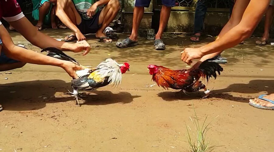 Luật chấp trong gà đá là gì và có những hình thức nào? 6 Hình thức chấp bạc thường được sử dụng nhiều hơn trong đá gà