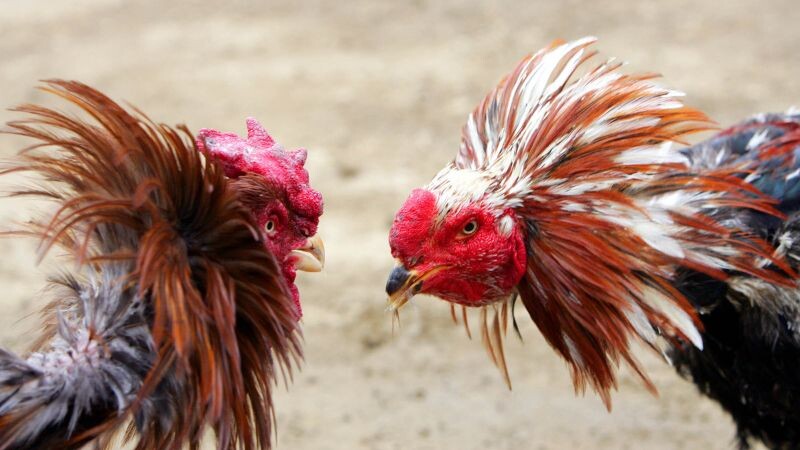Thuốc tăng bo cho gà đá - thần dược sới đá gà 8 Thông tin bên lề cho anh em dùng tăng bo ngay hôm nay