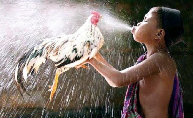 Cách làm nước cho gà chọi lúc chuẩn bị thả gà