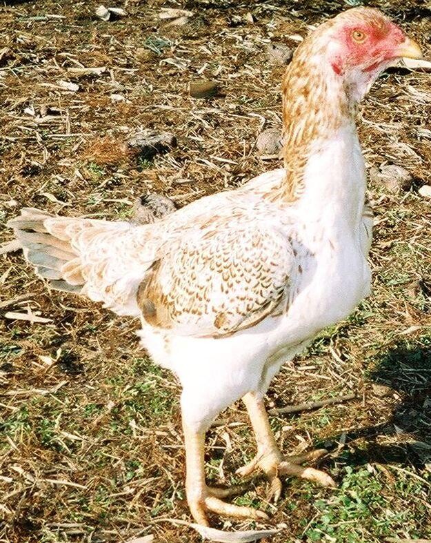 Gà rừng Saipan và những thông tin bạn cần biết 4 Nguồn gốc của gà rừng Saipan ở đâu?