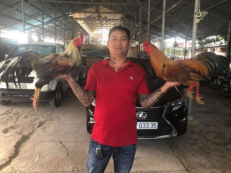 Gà cọp là gì? Tìm hiểu một số thông tin về gà cọp 8 Vùng nào xuất hiện nhiều gà cọp nhất?