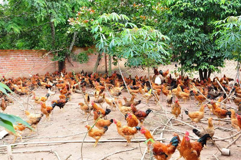 Hướng dẫn cách nuôi gà đá thả vườn đạt hiệu quả kinh tế cao 4 Cách chọn gà con để nuôi gà đá thả vườn