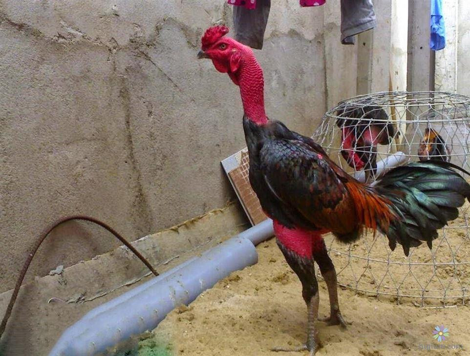 Hướng cách tập lực cho gà chọi siêu khỏe 5 Cách giai đoạn tập lực cho gà chọi