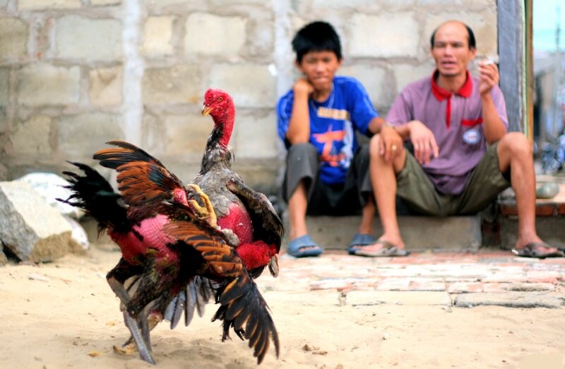 Hướng dẫn cách đúc gà đá theo màu lông 5 Gà chọi đá có màu lông gì thì đá hay?