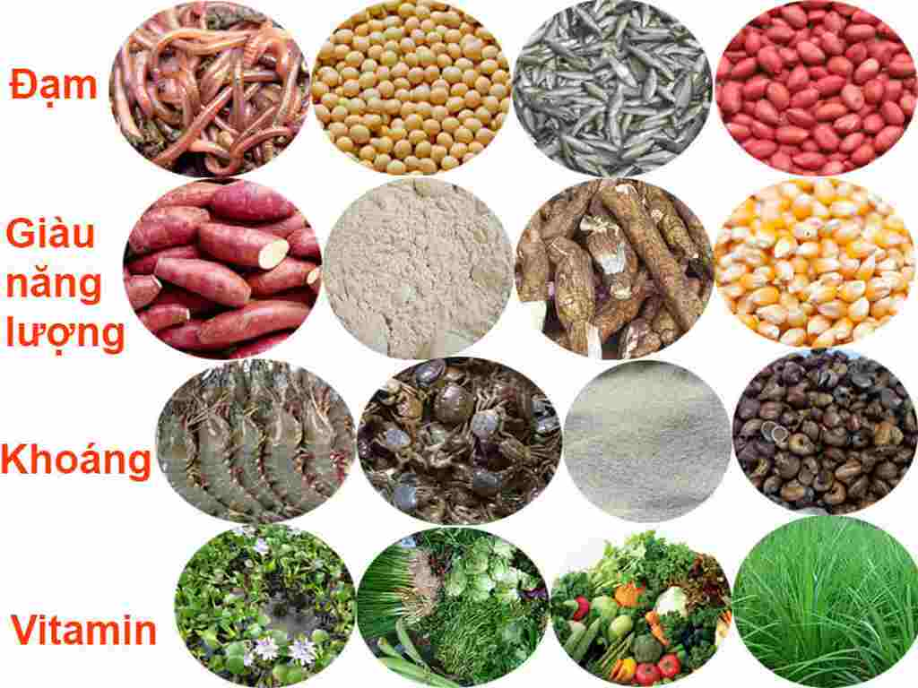 Cách nuôi gà chọi dáng chuẩn - Kinh nghiệm từ chuyên gia 5 Chú ý chế độ dinh dưỡng phải đủ chất trong cách nuôi gà chọi dáng chuẩn