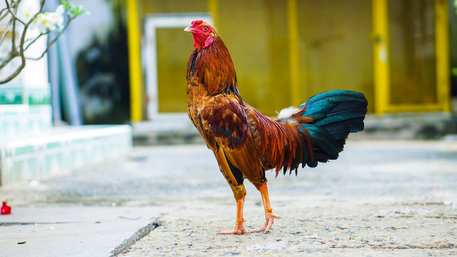 Cách khắc phục gà đá thất thường hiệu quả nhất 5 Gà đá thất thường là như thế nào?