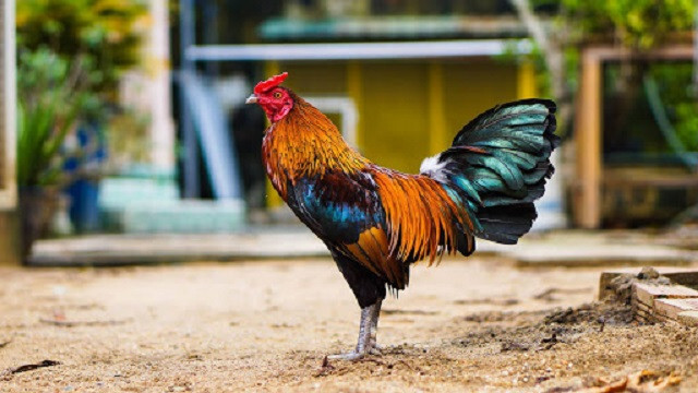 Bỏ túi cách chọn các loại mồi cho gà đá sung sức, dẻo dai 6 Thuốc giúp gà đá trở nên sung mãn hơn