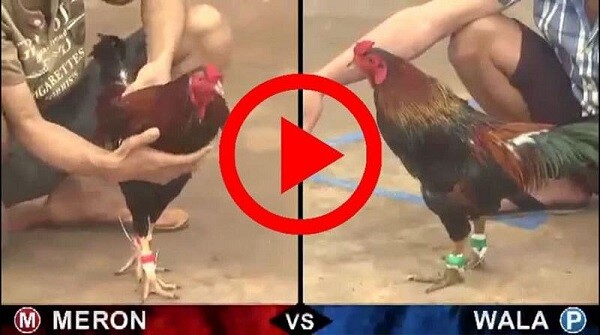 Daga68 - Địa chỉ xem đá gà cựa sắt trực tuyến miễn phí uy tín 5 Daga68 - Địa chỉ xem đá gà cựa sắt trực tuyến miễn phí uy tín