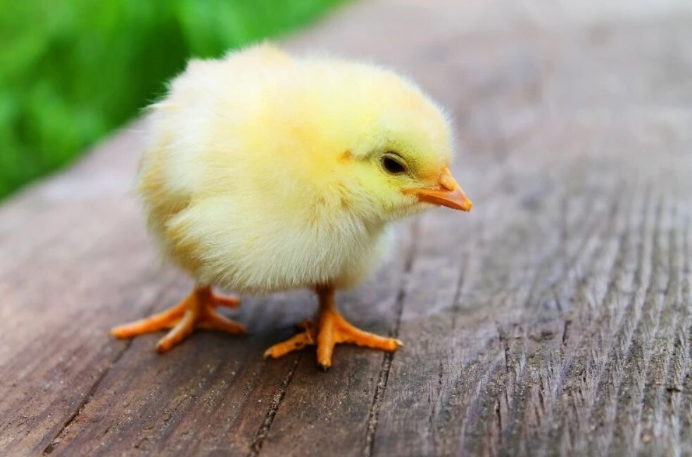Có những sản phẩm thuốc úm gà con nào phổ biến? 5 Những loại thuốc úm cho gà rất cần thiết cho sự phát triển của gà con