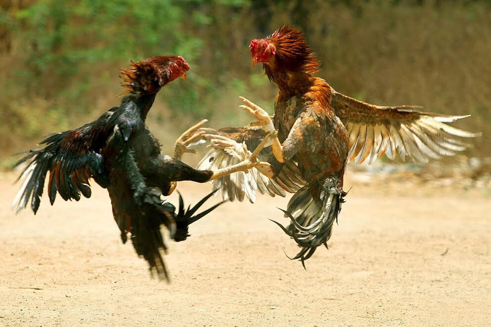 Kinh nghiệm bắt kèo đá gà CPC1 trực tuyến hiệu quả